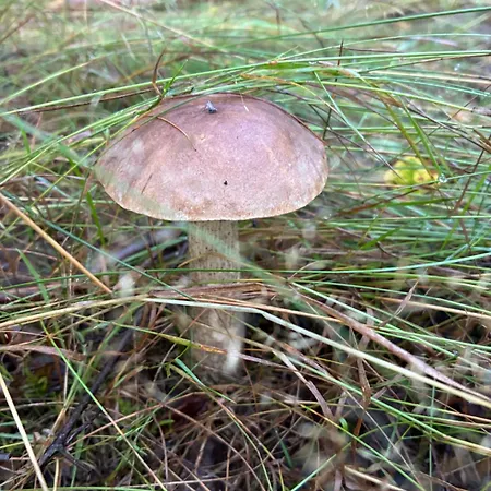 بيت للعطل El Pino - W Lesie Skrzynka Wielka