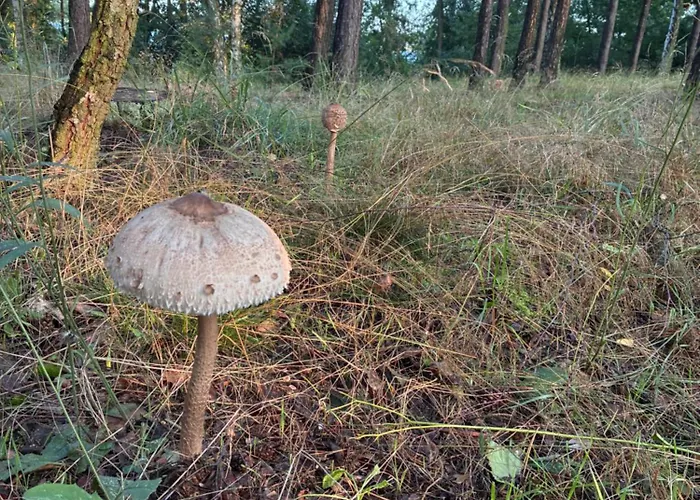 別荘 El Pino - W Lesie *