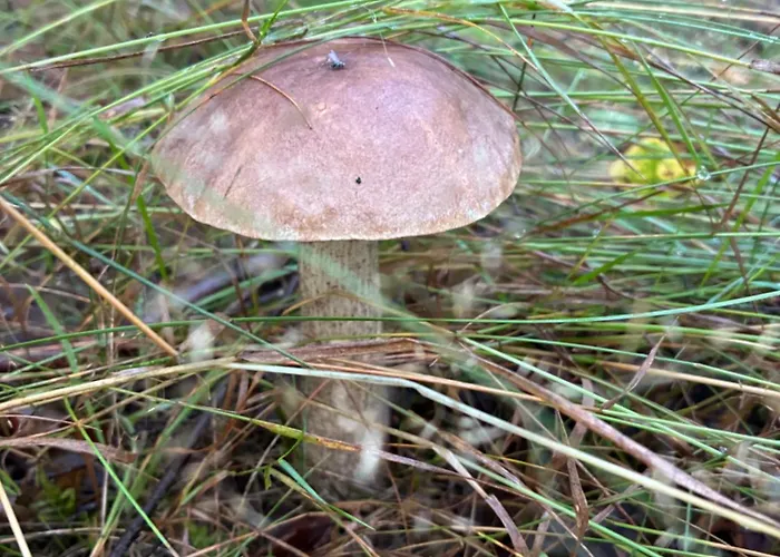 別荘 El Pino - W Lesie Skrzynka Wielka